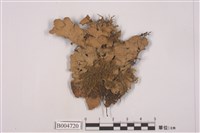 藏品(牛皮葉屬)的圖片